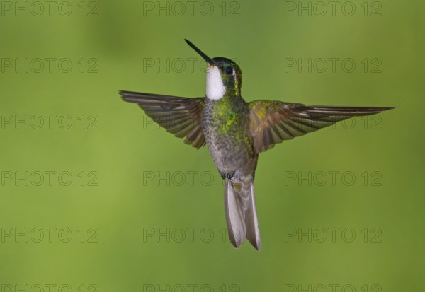 White-throated Mountain Gem (Lampornis castaneoventris) high in the mountains at San Gerrardo de Dota, Costa Rica