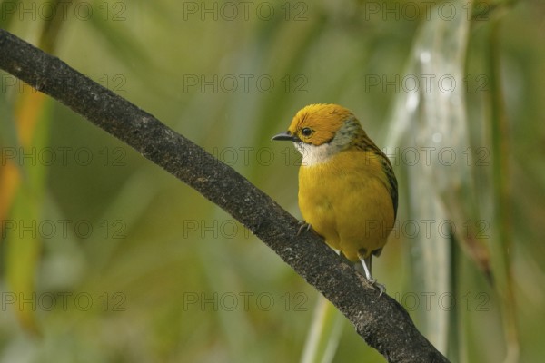 Silver-throated Tanager (Tangara icterocephala) perched on a branch, Costa Rica