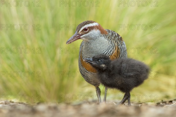Buff-banded Rail (Gallirallus philippensis), Victoria, Australia