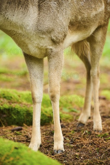 European fallow deer (Dama dama) stag, feet, detail, Bavaria, Germany