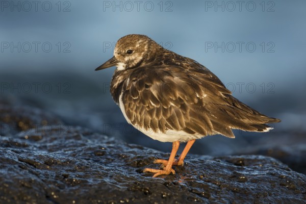 Ruddy Turnstone (Arenaria interpres) feeding amongst the rocks, Fuerteventura, Spain