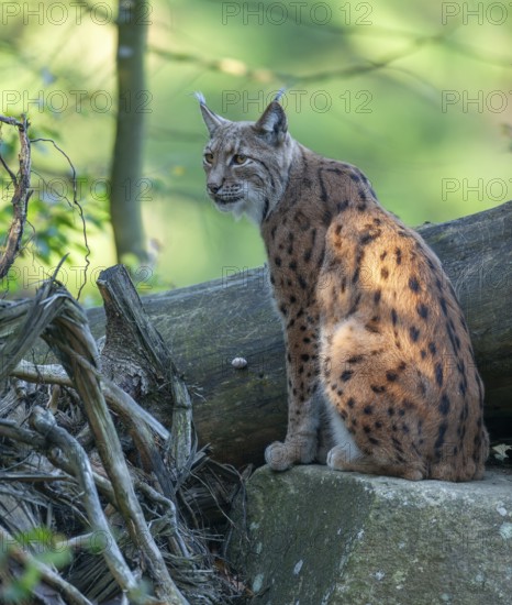 Eurasian lynx (Lynx lynx) sitting on a rock and looking attentively, captive, Bavarian Forest, Bavaria, Germany