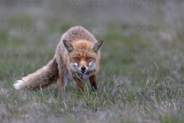 I am always fascinated by the look of the red fox (Vulpes vulpes), marked by life, injury to the lip, rearing young, May, Denmark