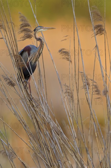Purple Heron (Ardea purpurea), Baden-Wuerttemberg, Germany