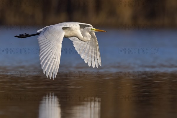 Great Egret (Ardea alba) flying, Saxony-Anhalt, Germany