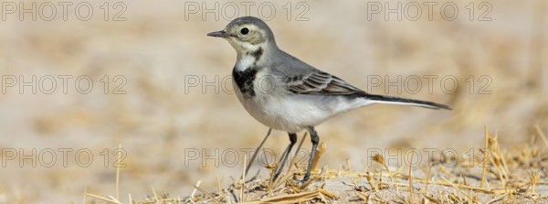 White wagtail, (Motacilla alba), songbird, Muntasar oasis, Salalah, Dhofar, Oman