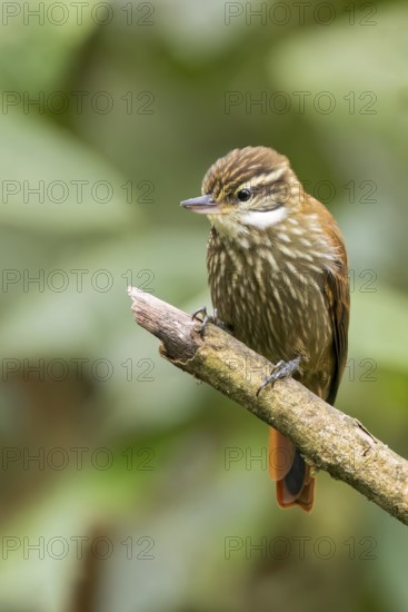Streaked Xenops (Xenops rutilans) perched on a branch in Colombia, South America