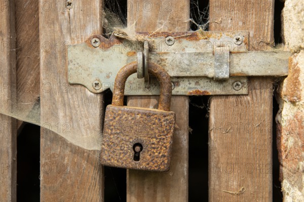 Fox (Vulpes vulpes), puppy, young fox, cute, Zandvoort, Netherlands
