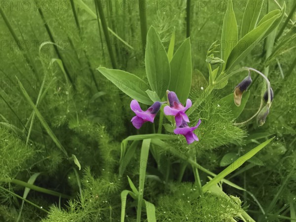 Pink flowers of the rice dye plant (peristrophe roxburghiana) with strong green leaves in a lush meadow, hiking in the Franconian Forest nature park Park