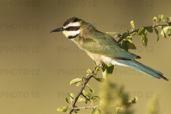 White-throated Bee-eater (Merops albicollis) perched on a branch, Samburu, Kenya
