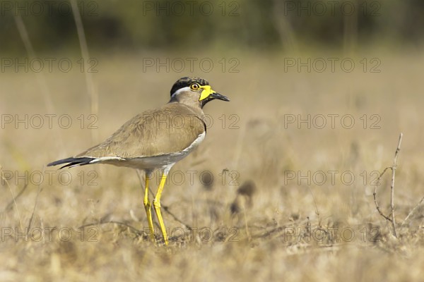 Yellow-wattled Lapwing (Vanellus malabaricus), West Bengal, India