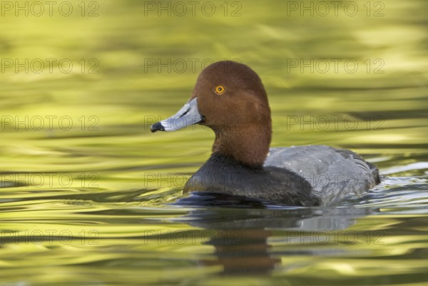 Redhead (Aythya americana) male, Arizona, USA