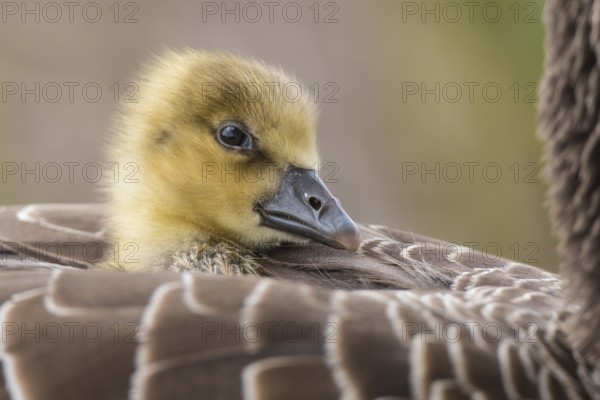 Greylag Goose (Anser anser) chick, Lower Saxony, Germany