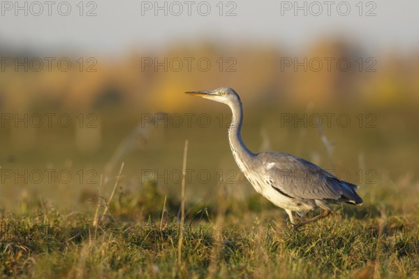 Grey Heron (Ardea cinerea) foraging, North Rhine-Westphalia, Germany