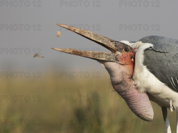 Marabou Stork (Leptoptilos crumenifer) feeding on a large catfish, Chobe, Botswana
