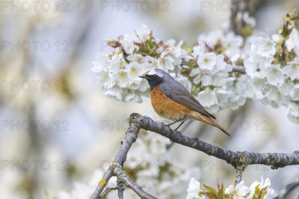 Common Redstart (Phoenicurus phoenicurus) male, North Rhine-Westphalia, Germany