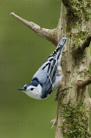 White-breasted Nuthatch (Sitta carolinensis) climbs down a tree, Maine, USA