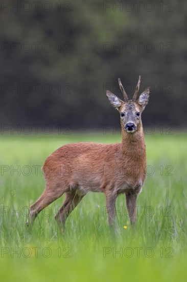 European roe deer (Capreolus capreolus) adult buck, male foraging in grassland, meadow at forest edge in summer