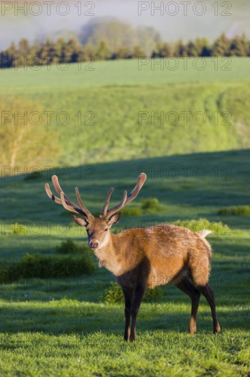 One male Altai maral, Altai wapiti or Altai elk (Cervus canadensis sibiricus) stands on a meadow in the first light of the day