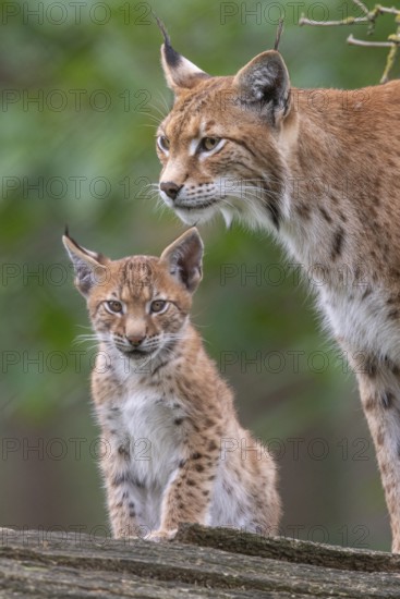 Lynx (Lynx lynx) with young, Haltern, North Rhine-Westphalia, Germany