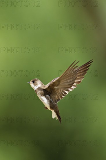 Sand martin (Riparia riparia), in flight, Reussegg nature reserve, Canton Aargau, Switzerland