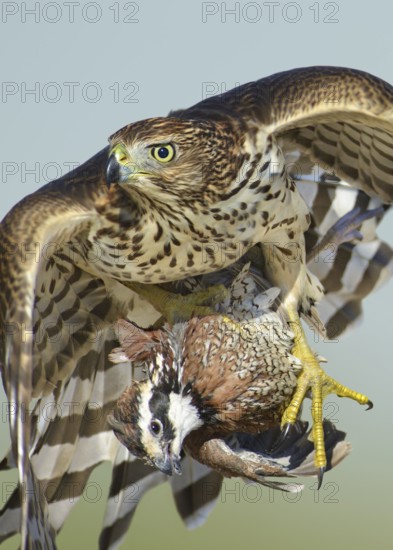 Sharp-shinned Hawk (Accipiter striatus) immature flying with male Northern Bobwhite (Colinus virginianus) prey in claws, Texas, USA