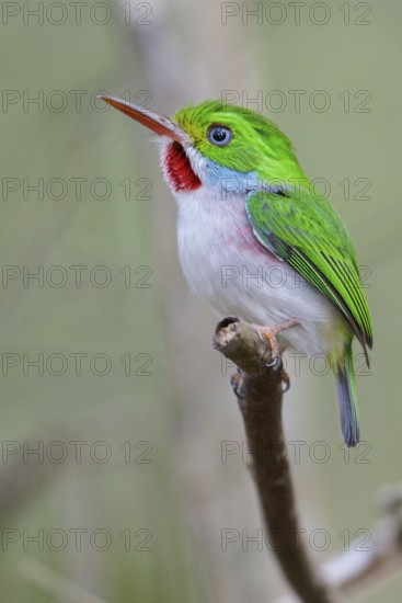 Cuban Tody (Todus multicolor) perched on a branch in Cuba