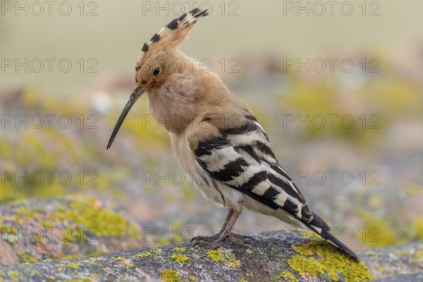 Hoopoe (Upupa epops), calling, on, roof, Extremadura, Spain