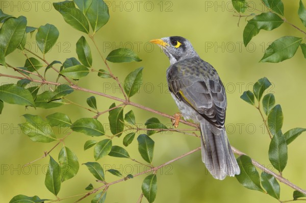 Noisy Miner (Manorina melanocephala), Victoria, Australia