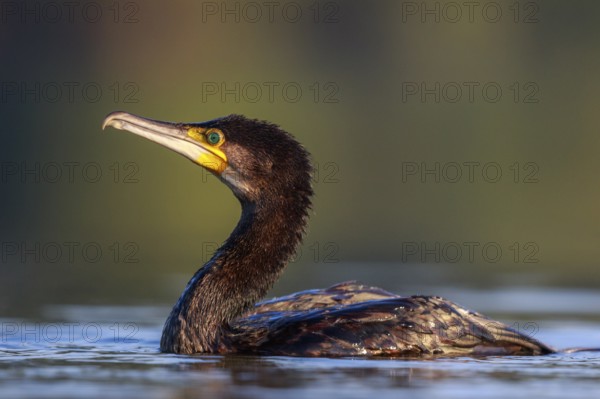 Great Cormorant (Phalacrocorax carbo), North Rhine-Westphalia, Germany