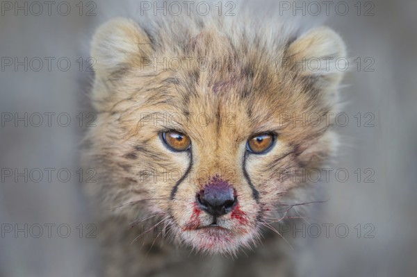 Cheetah (Acinonyx jubatus) cub with blood-smeared face close-up, Philippolis, South Africa