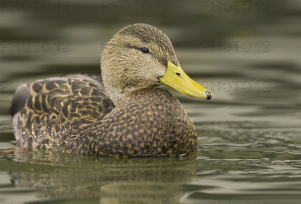 Mexican Duck (Anas diazi), New Mexico, USA