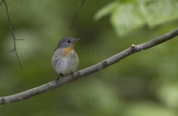 Red-breasted Flycatcher (Ficedula parva), Mecklenburg-Western Pomerania, Germany