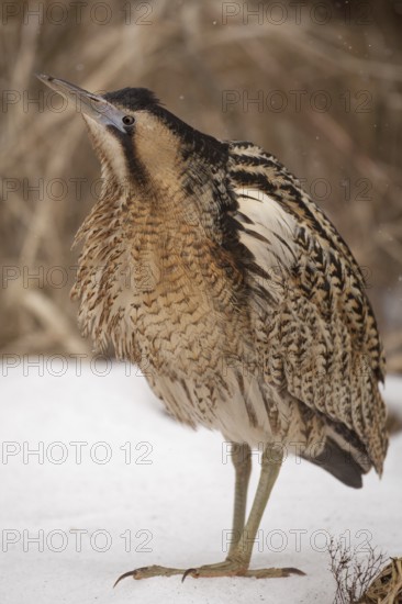 Eurasian Bittern (Botaurus stellaris) male, Nizhegorodskaya, Russia