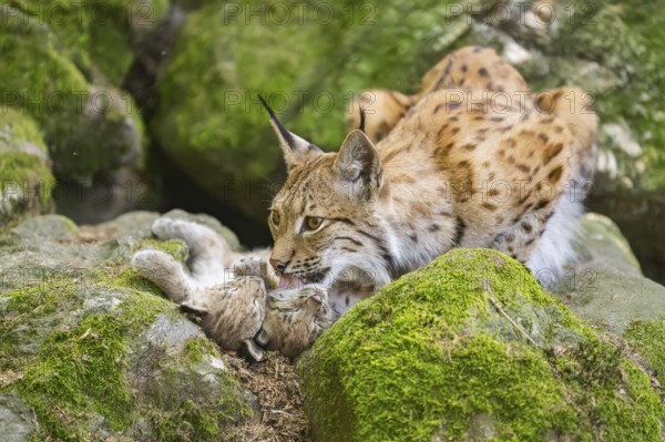 Eurasian lynx (Lynx lynx) mother with her youngsters (cubs) lying on a rock in a forest, Bavaria, Germany