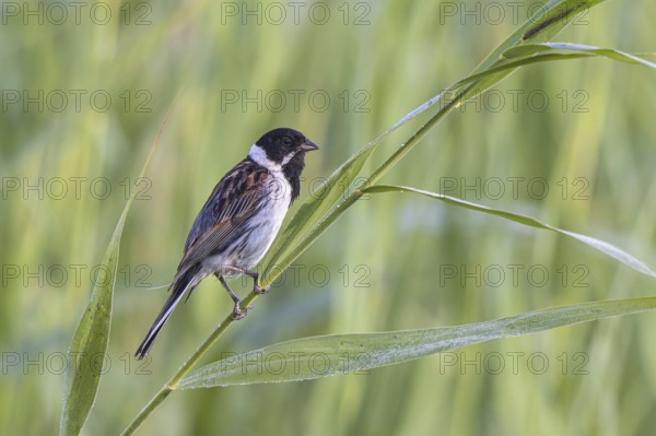 Common Reed Bunting (Emberiza schoeniclus) male, Netherlands