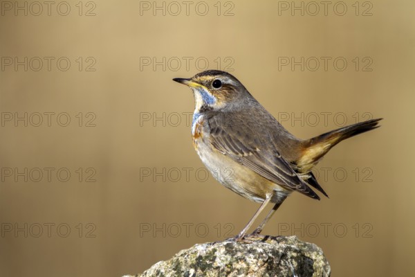 Bluethroat (Luscinia svecica cyanecula) male, Castile-La Mancha, Spain