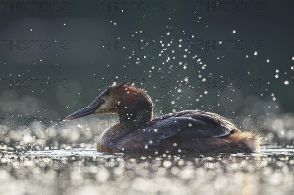 Great Crested Grebe (Podiceps cristatus), North Rhine-Westphalia, Germany