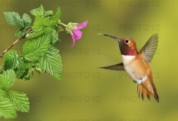 Rufous Hummingbird Male (Selasphorus rufus) - (Selasphorus rufus) - Victoria BC, Canada