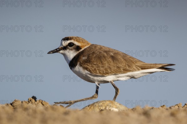 Kentish Plover (Charadrius alexandrinus) male, Lesvos, Greece