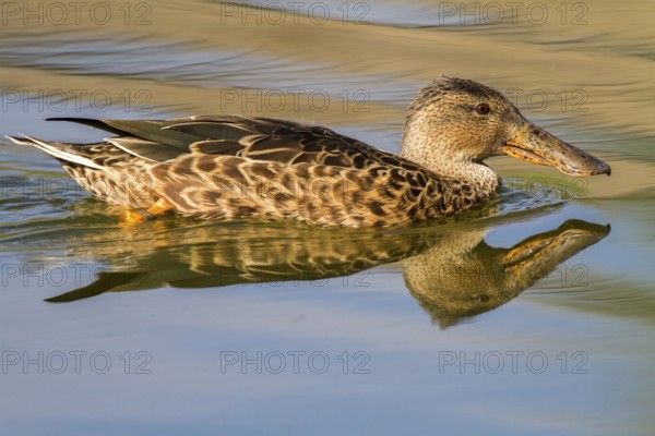 Northern Shoveler (Spatula clypeata) female, Castile-La Mancha, Spain