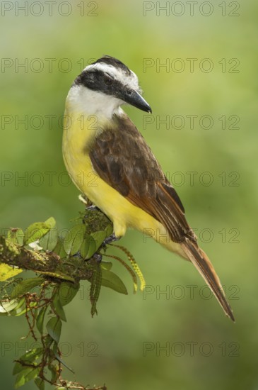 Great Kiskadee (Pitangus sulphuratus), Costa Rica