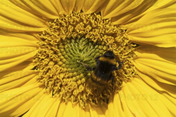 Buff tailed bumblebee (Bombus terrestris) adult bee insect feeding on a garden Sunflower flower in summer, Suffolk, England, United Kingdom