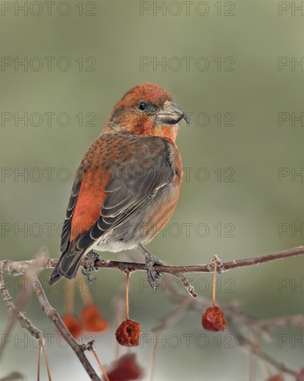 Red Crossbill (Loxia curvirostra) male, Saskatchewan, Canada