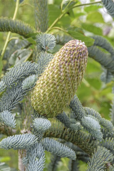 Noble fir (Abies procera 'Glauca'), Anchers Havecenter, Greve, Denmark
