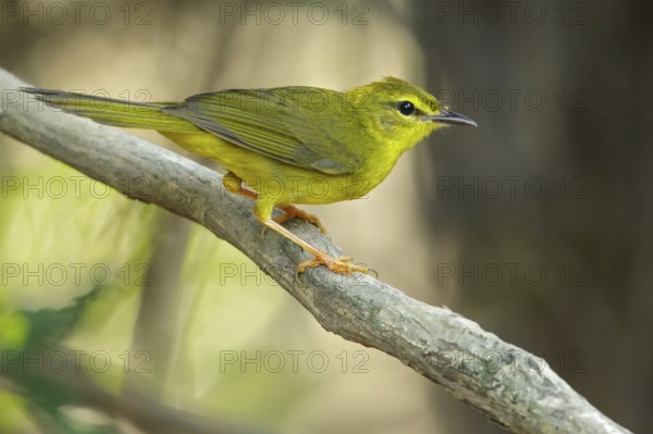 Flavescent Warbler (Myiothlypis flaveola) perched on a branch in the grasslands of Guyana