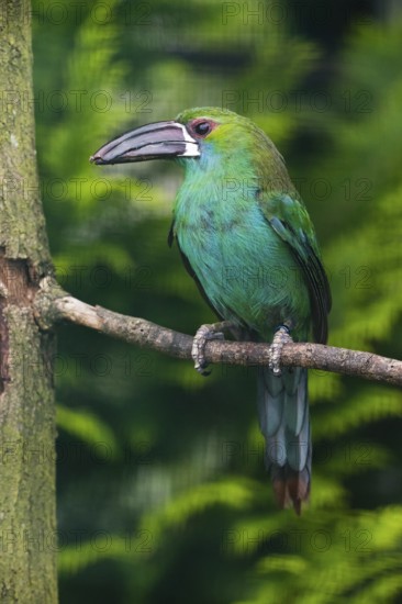 Crimson-rumped Toucanet (Aulacorhynchus haematopygus), adult male bird, perched on a branch, captive, Germany