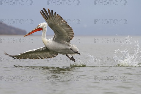Dalmatian Pelican (Pelecanus crispus) flying, Lake Kerkini, Greece