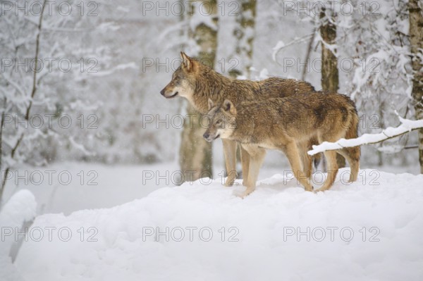 Two wolves standing in a snowy forest and observing their surroundings, Winter, Wolf (Canis lupus), Germany
