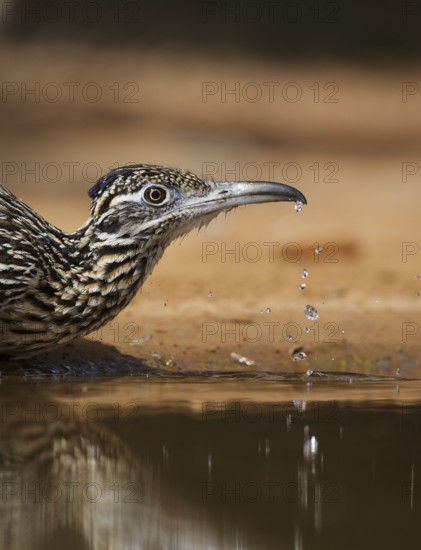 Greater Roadrunner (Geococcyx californianus), Texas, USA